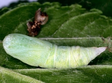 Ennomos quercinaria куколка самка